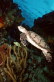   One many turtles waters around Cozumel. Taken old fashioned way Nikonos film. Cozumel film  